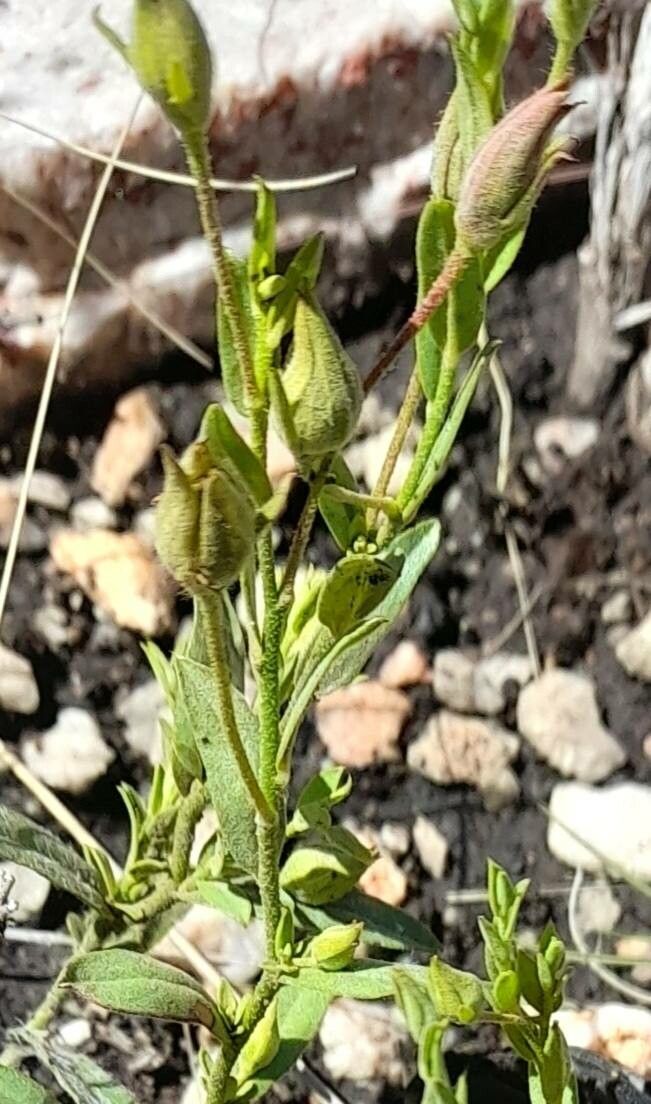 Helianthemum brasiliense — houseplant care guide