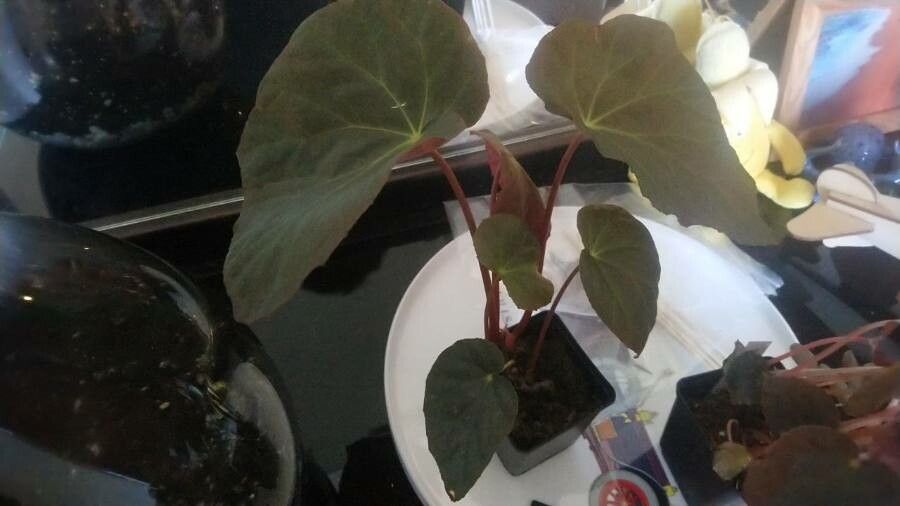 Begonia pavonina habit