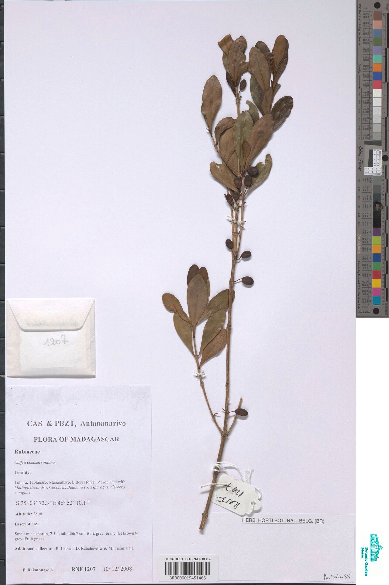 Coffea commersoniana — houseplant care guide