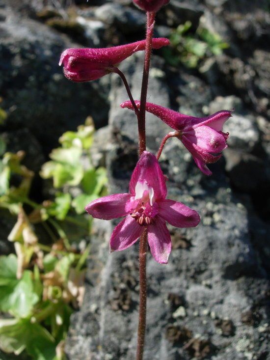 Delphinium purpusii flower