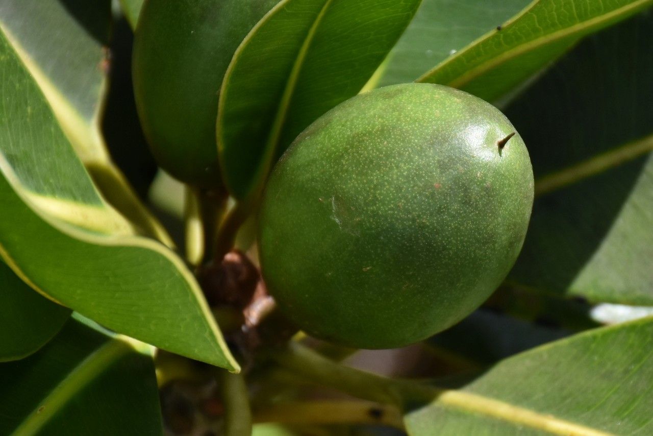 Mimusops erythroxylon — houseplant care guide