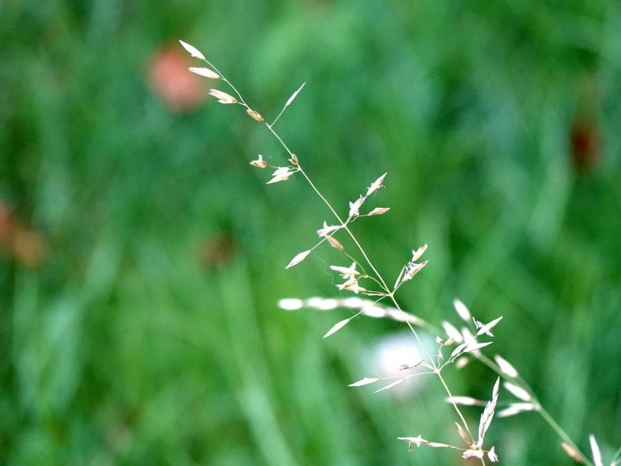 Poa pratensis leaf