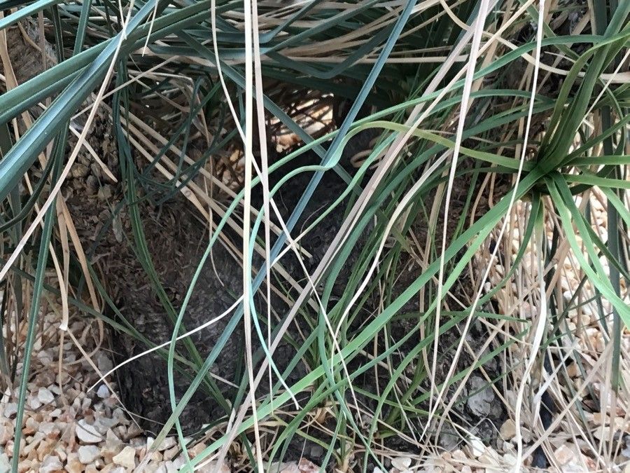 Beaucarnea gracilis habit