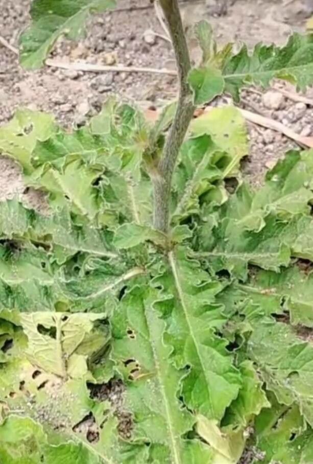 Elephantopus scaber leaf