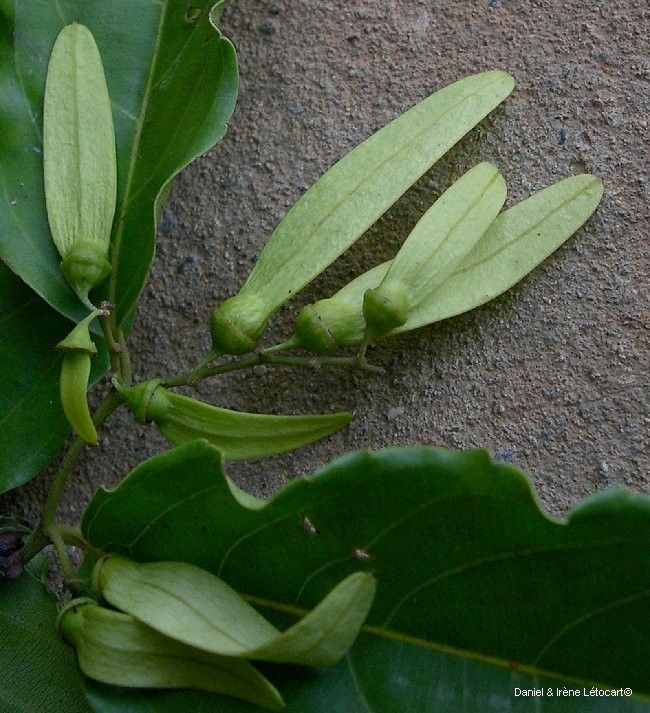 Ventilago neocaledonica fruit