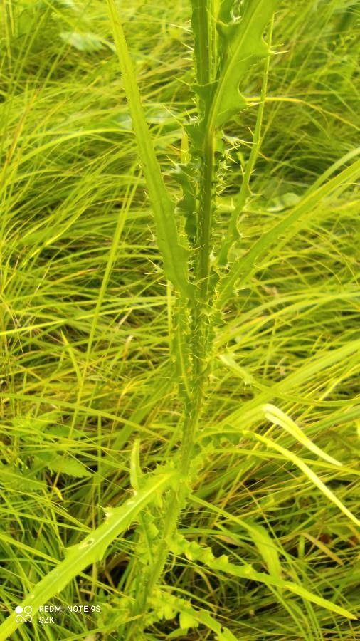 Cirsium brachycephalum leaf