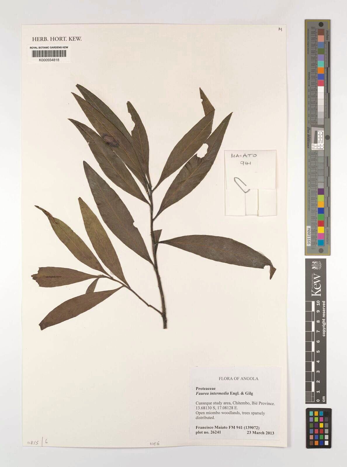 Faurea intermedia — related species from the same genus