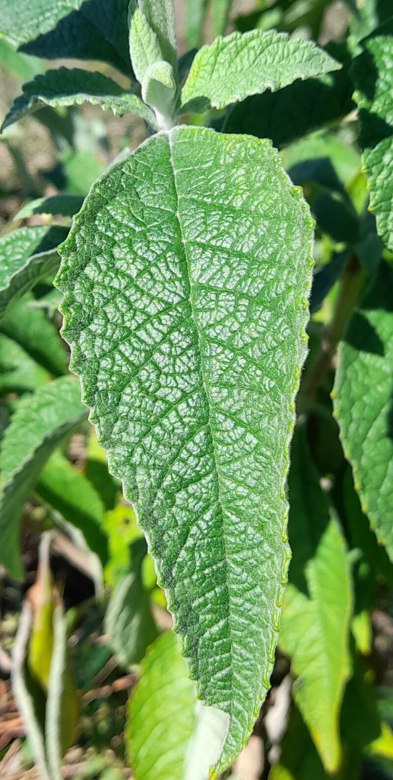 Buddleja stachyoides — search result for 'Uruguay'
