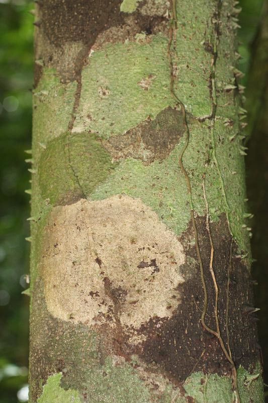 Lacmellea aculeata bark