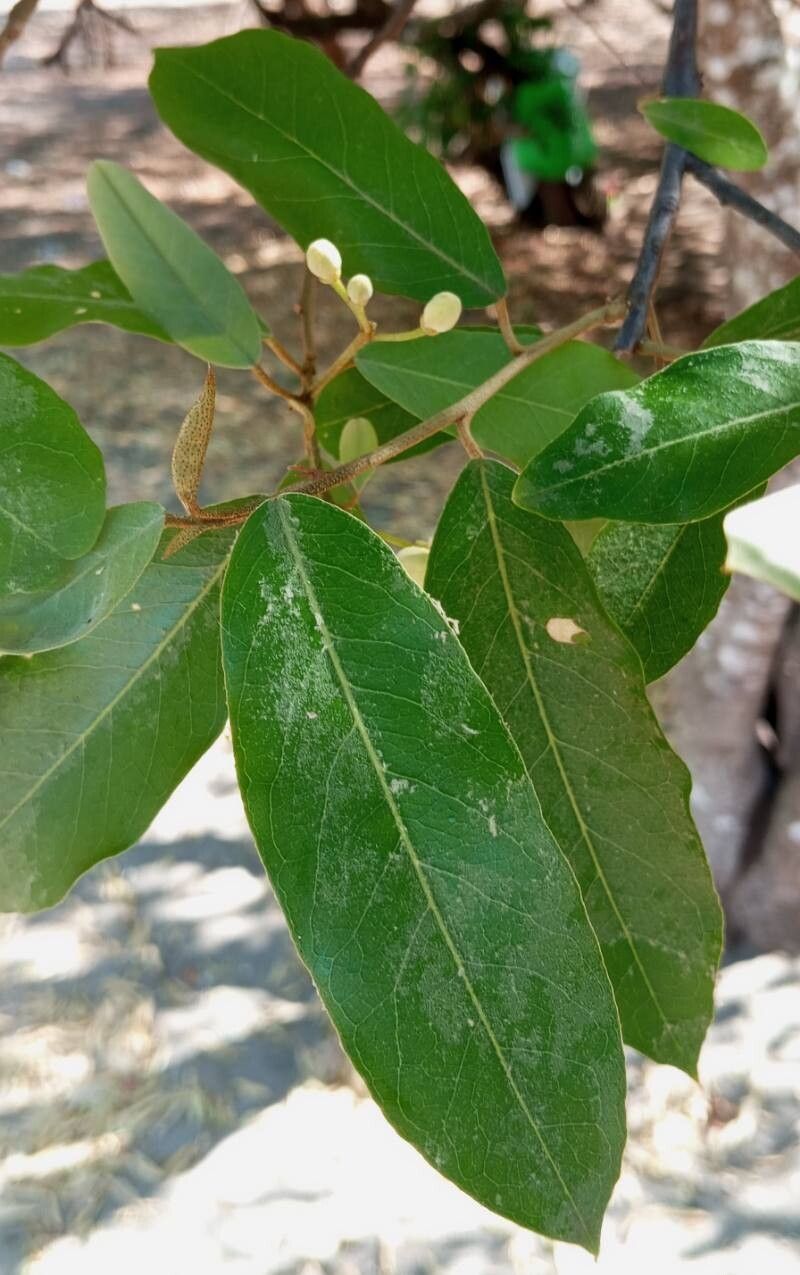 Morisonia indica leaf