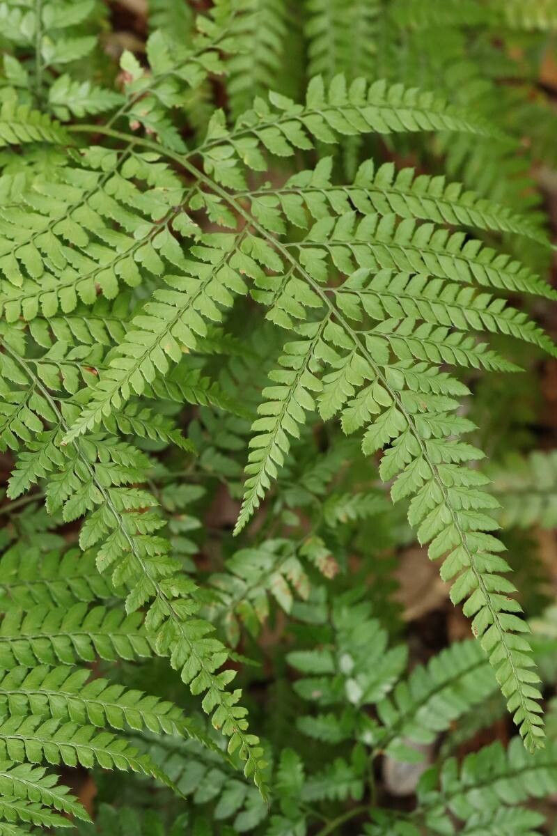 Arachniodes carvifolia — related species from the same genus