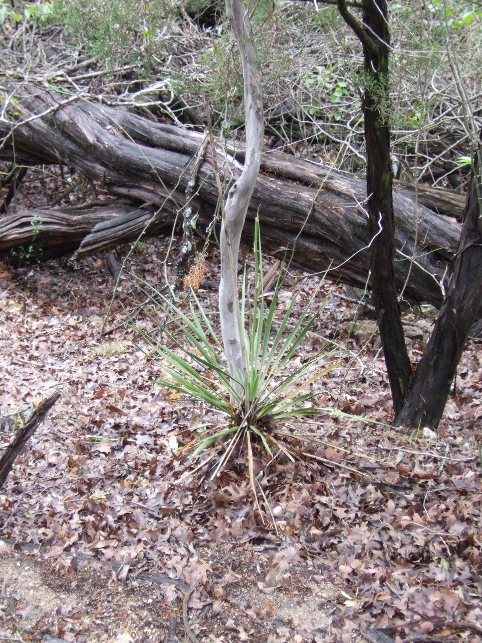 Yucca reverchonii — search result for 'Yucca'