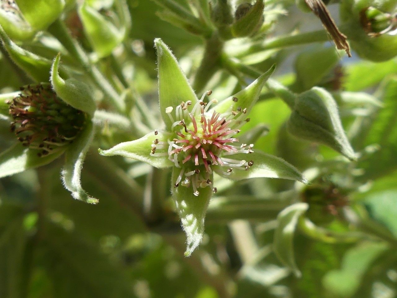 Rubus apetalus flower