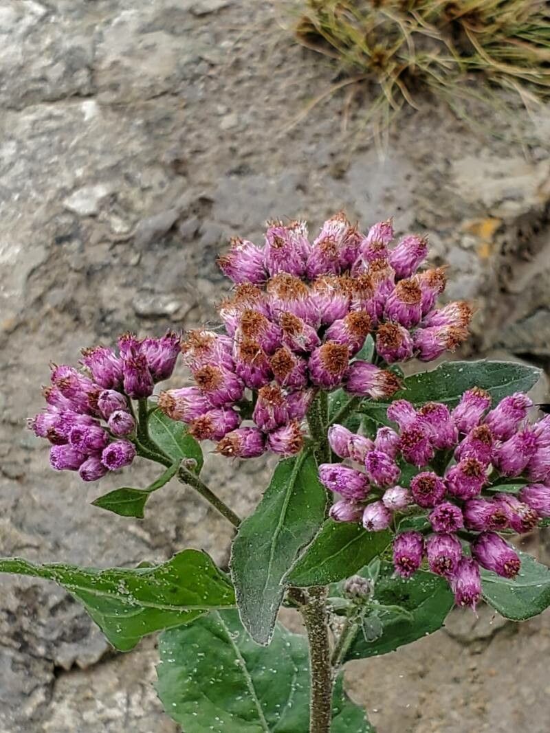 Pluchea odorata flower