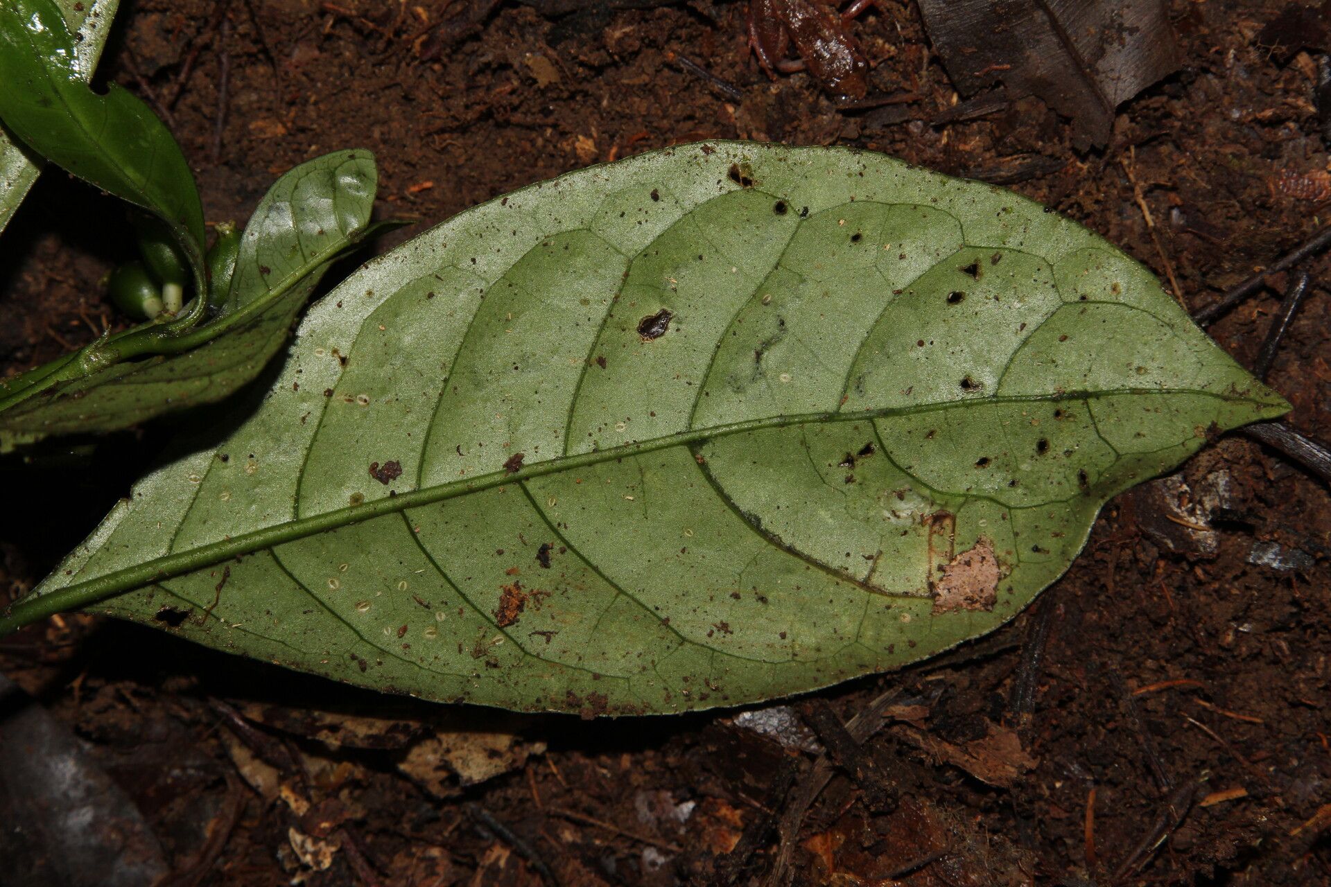 Psychotria satabiei leaf