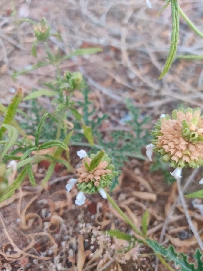 Leucas cephalotes flower