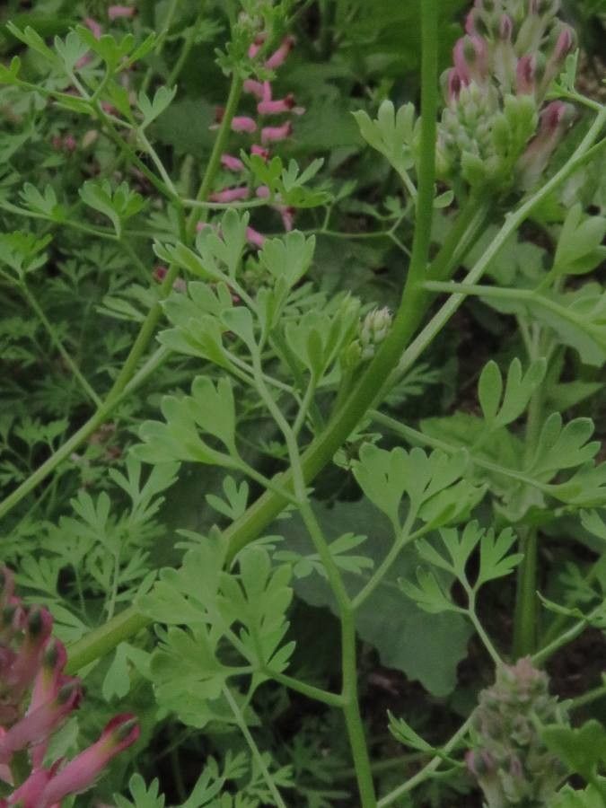 Fumaria officinalis — search result for 'Papaveraceae'