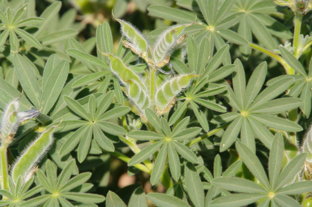 Lupinus digitatus leaf