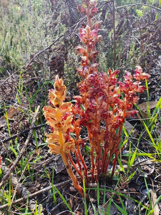 Orobanche minor leaf