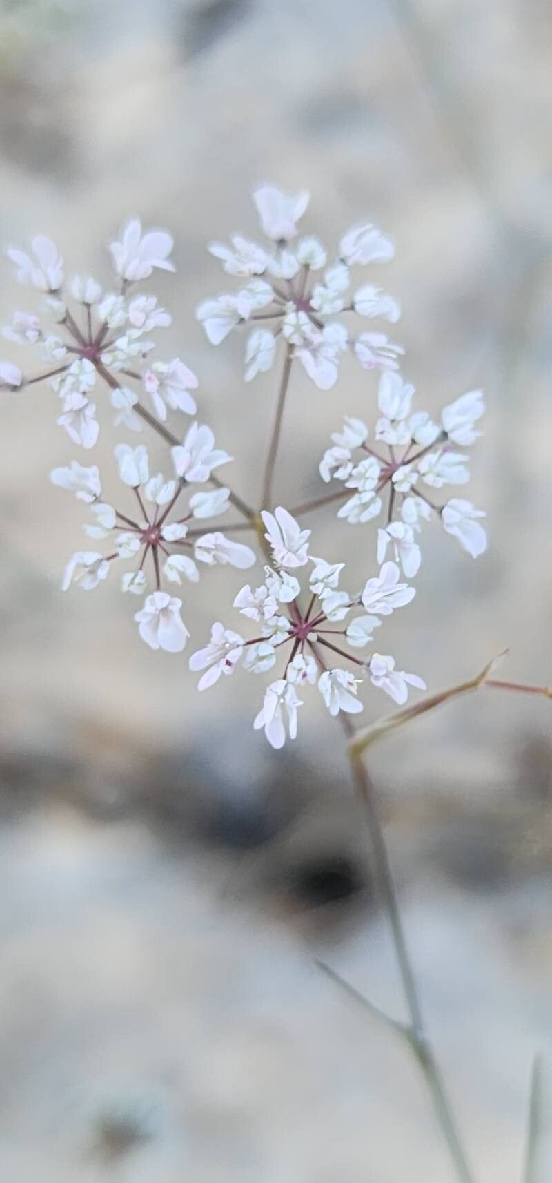 Pimpinella barbata flower