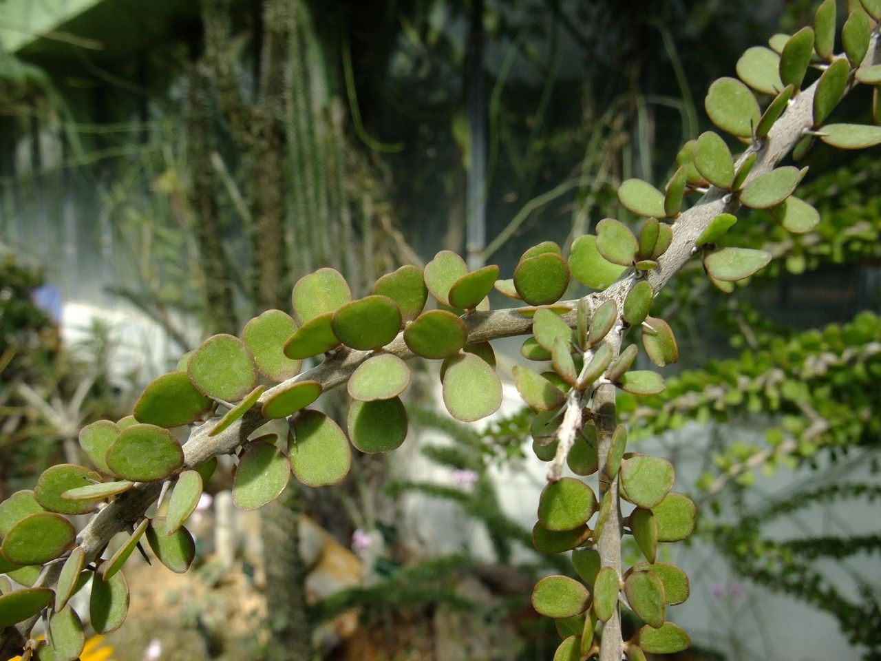 Alluaudia humbertii habit