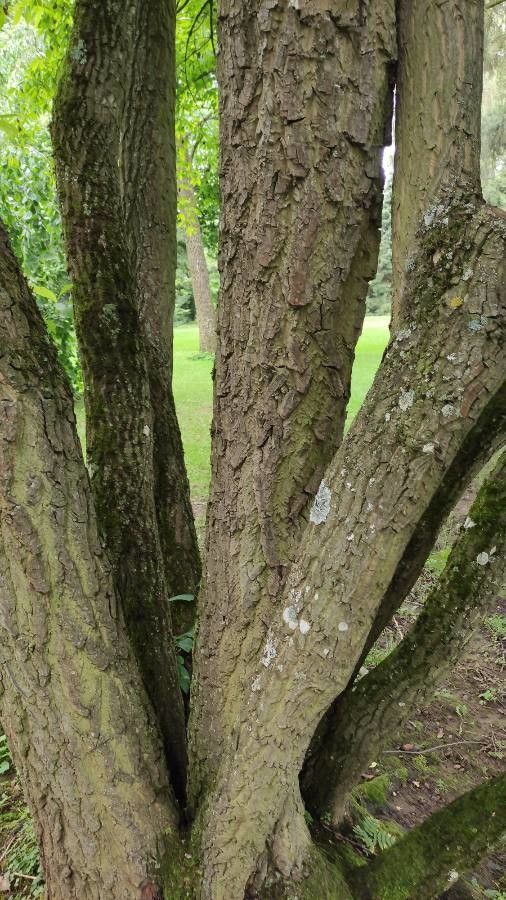 Halesia tetraptera bark