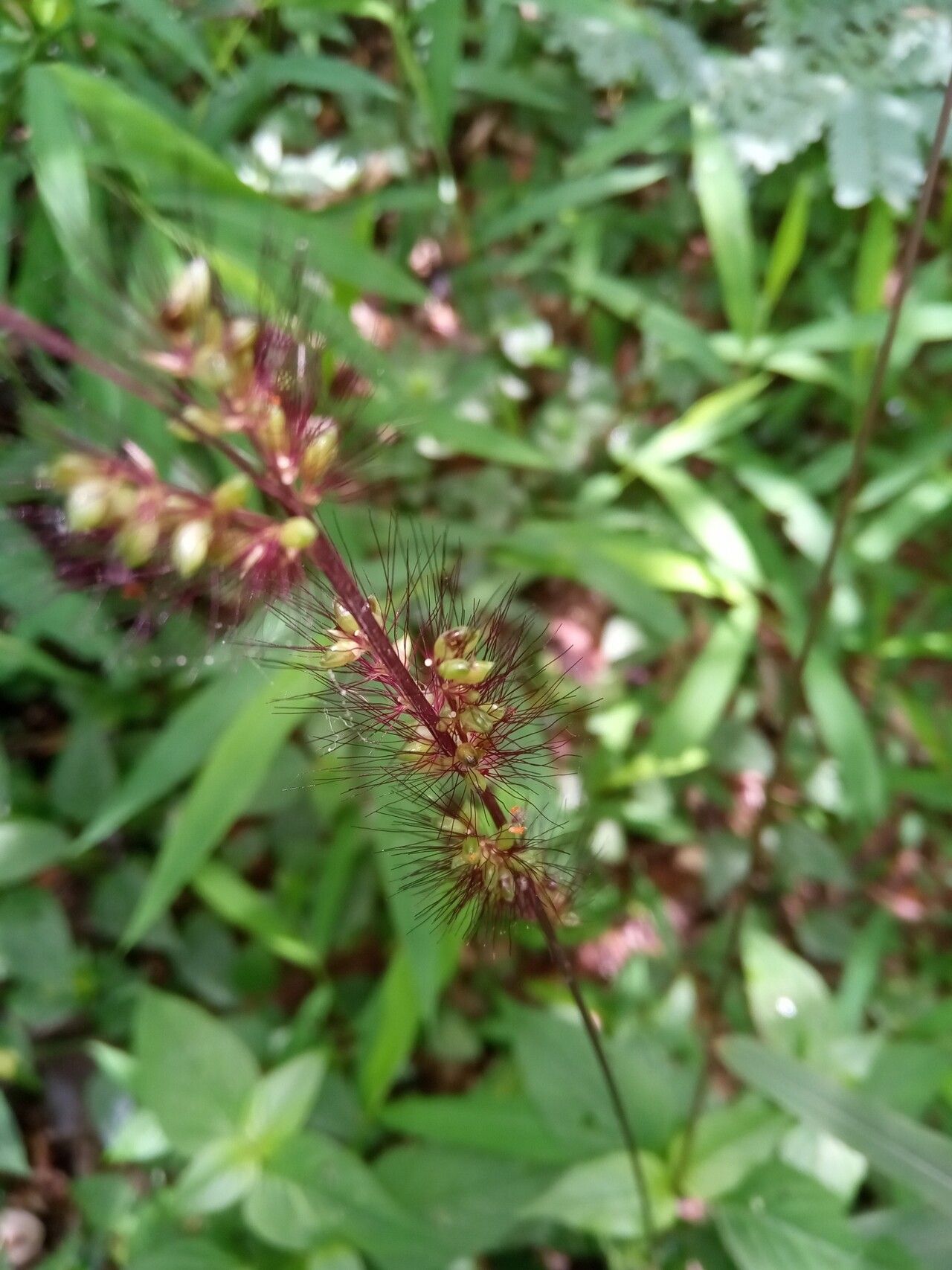 Setaria vatkeana flower