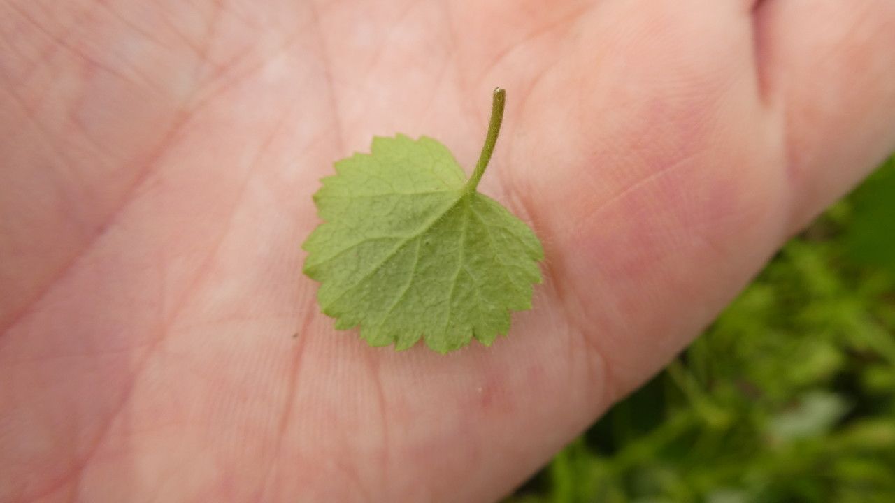 Sibthorpia africana — related species from the same genus