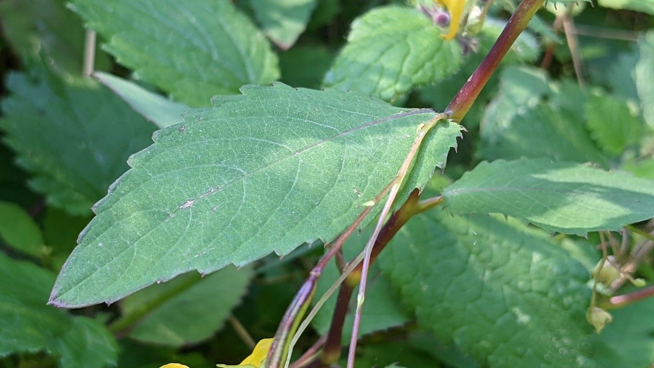 Impatiens noli-tangere leaf
