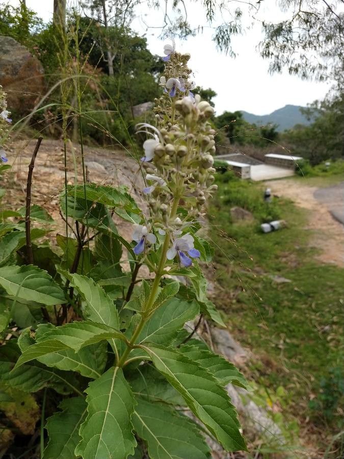 Rotheca serrata flower