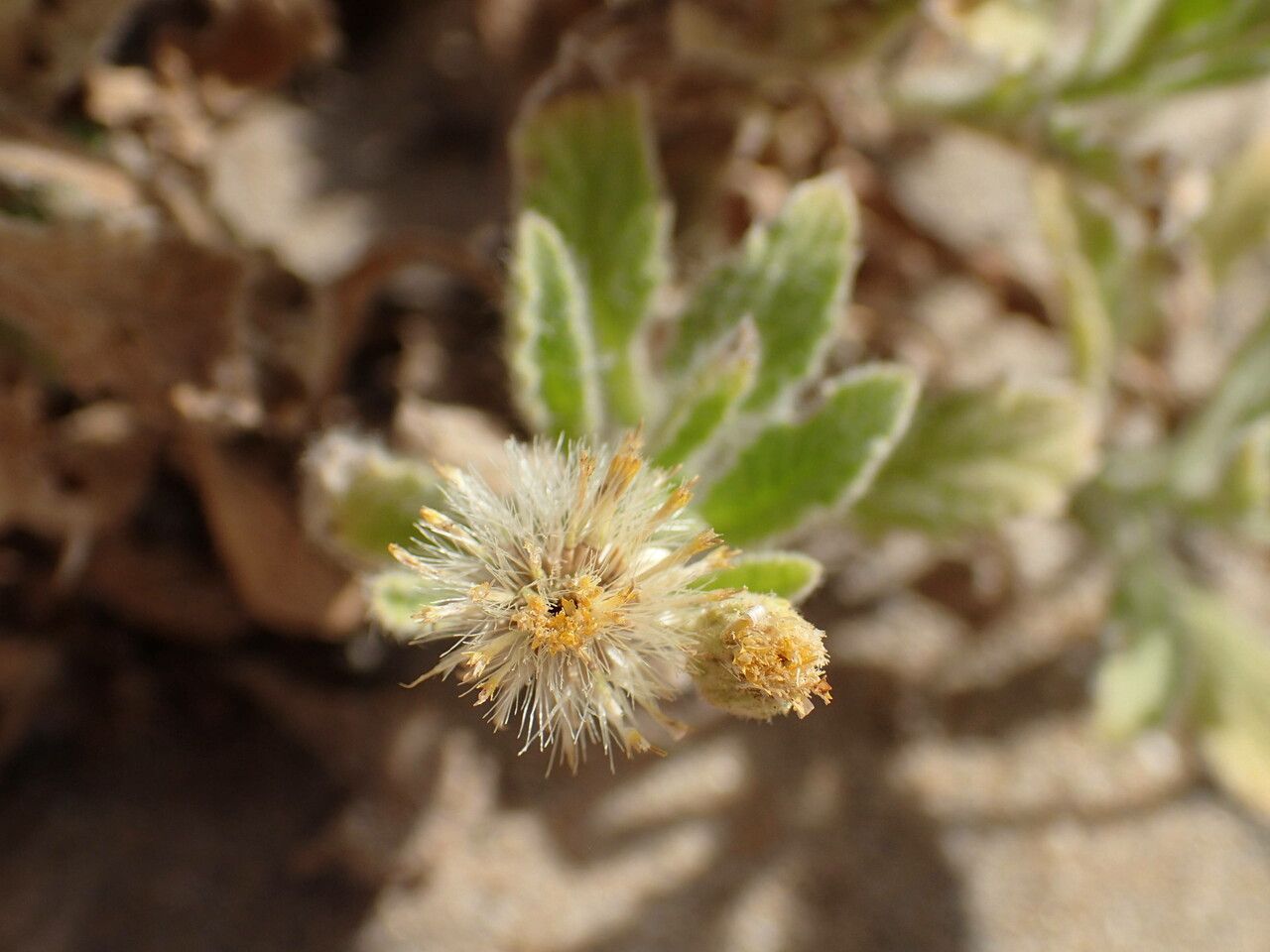 Nidorella aegyptiaca fruit