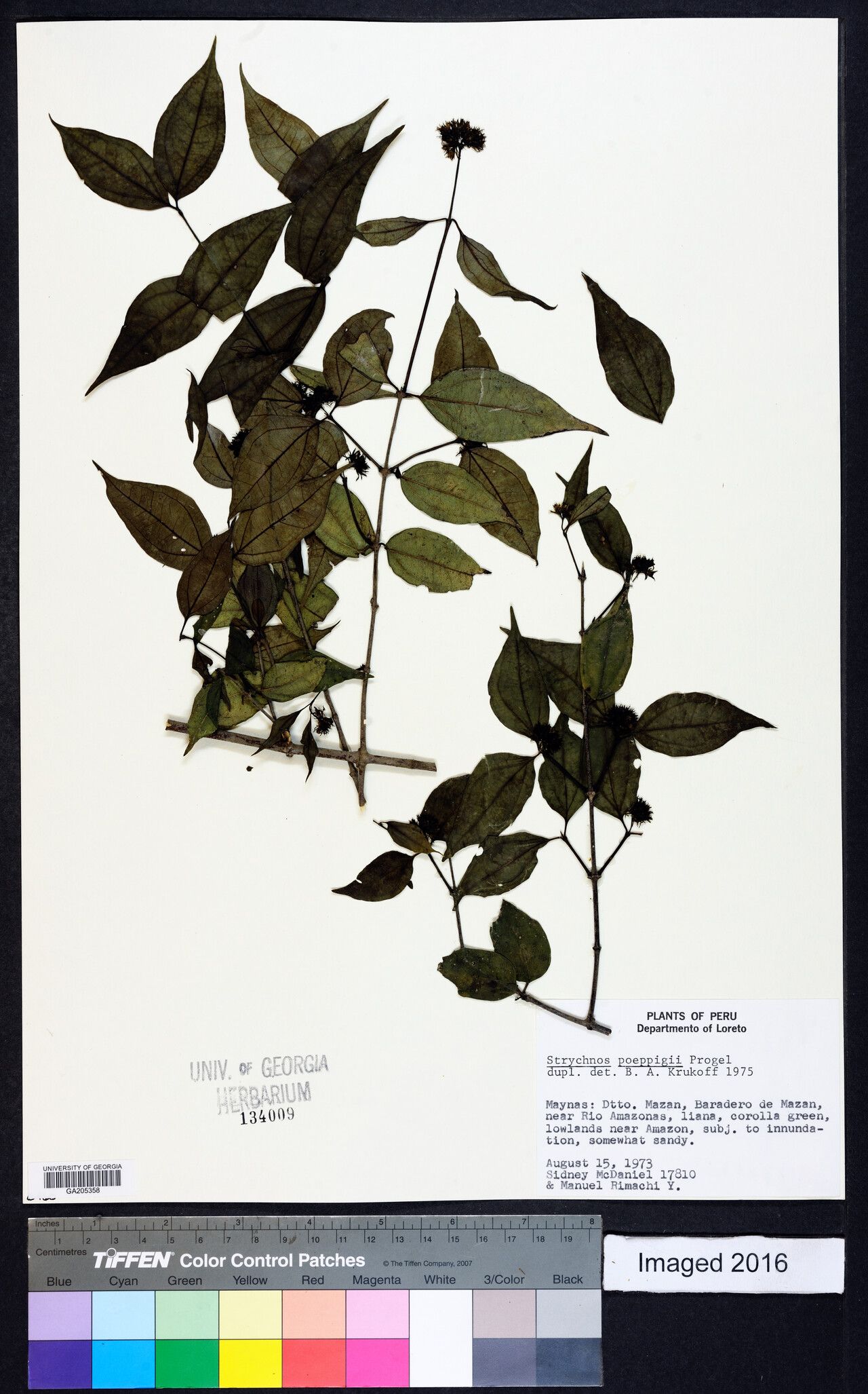 Strychnos poeppigii — houseplant care guide