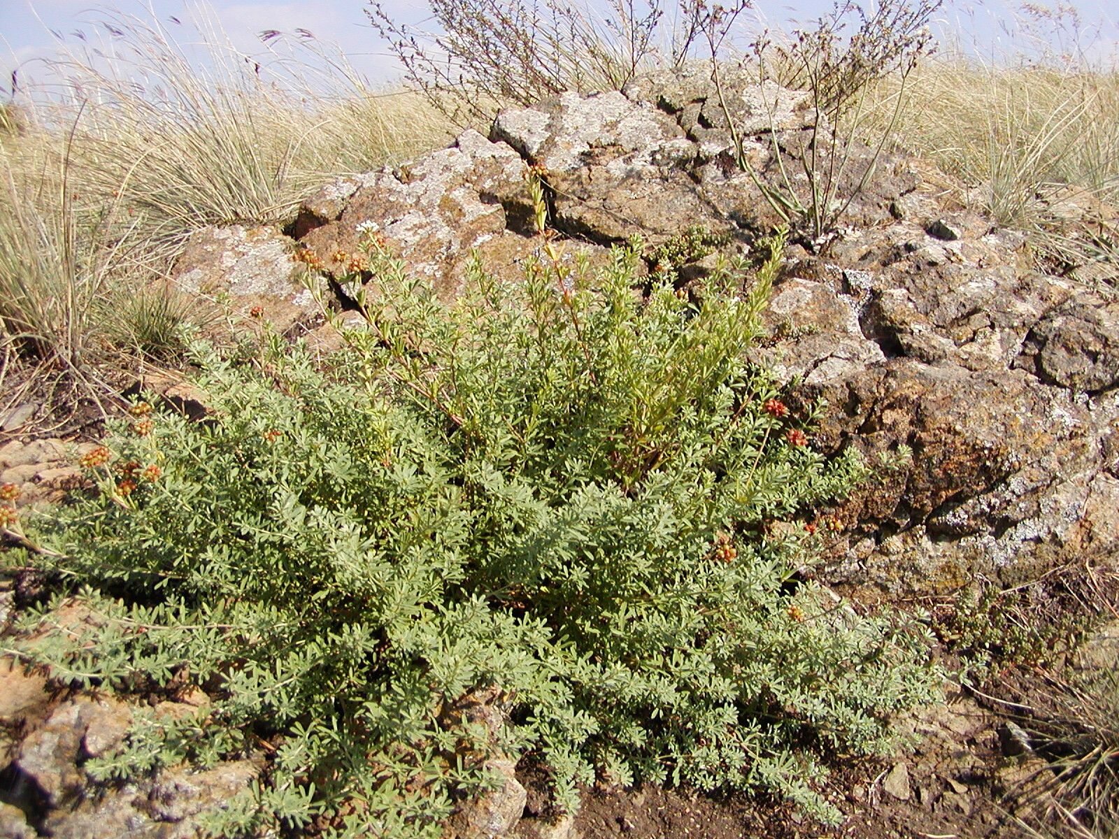 Lotus germanicus leaf