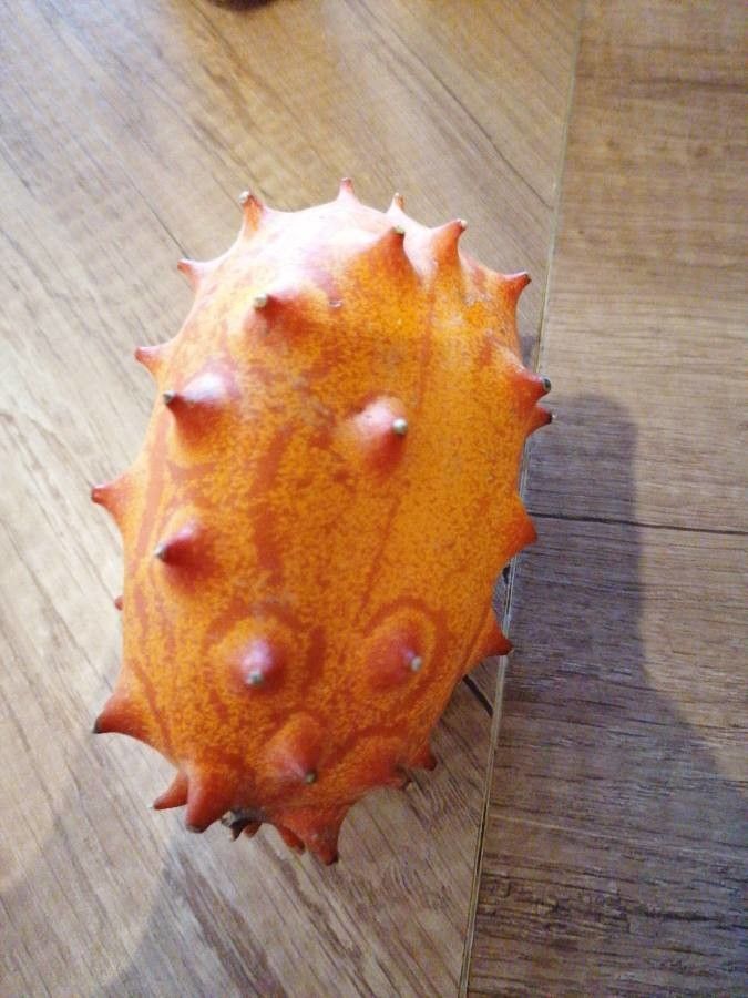 Cucumis metulifer fruit