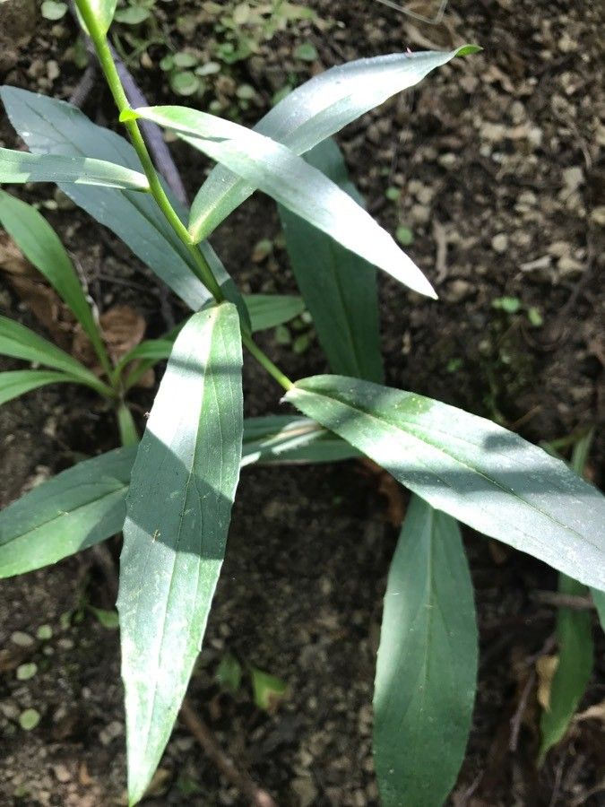 Digitalis micrantha leaf
