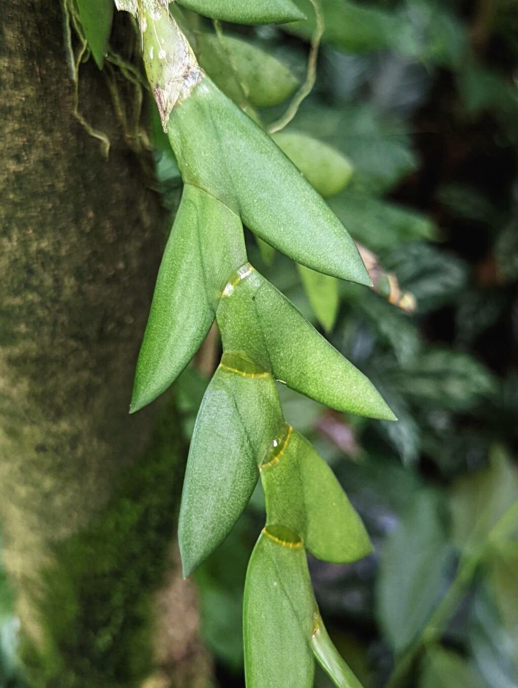 Dendrobium terminale leaf