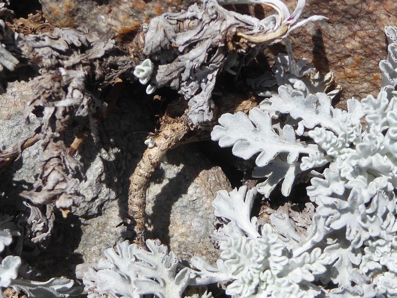 Jacobaea leucophylla bark