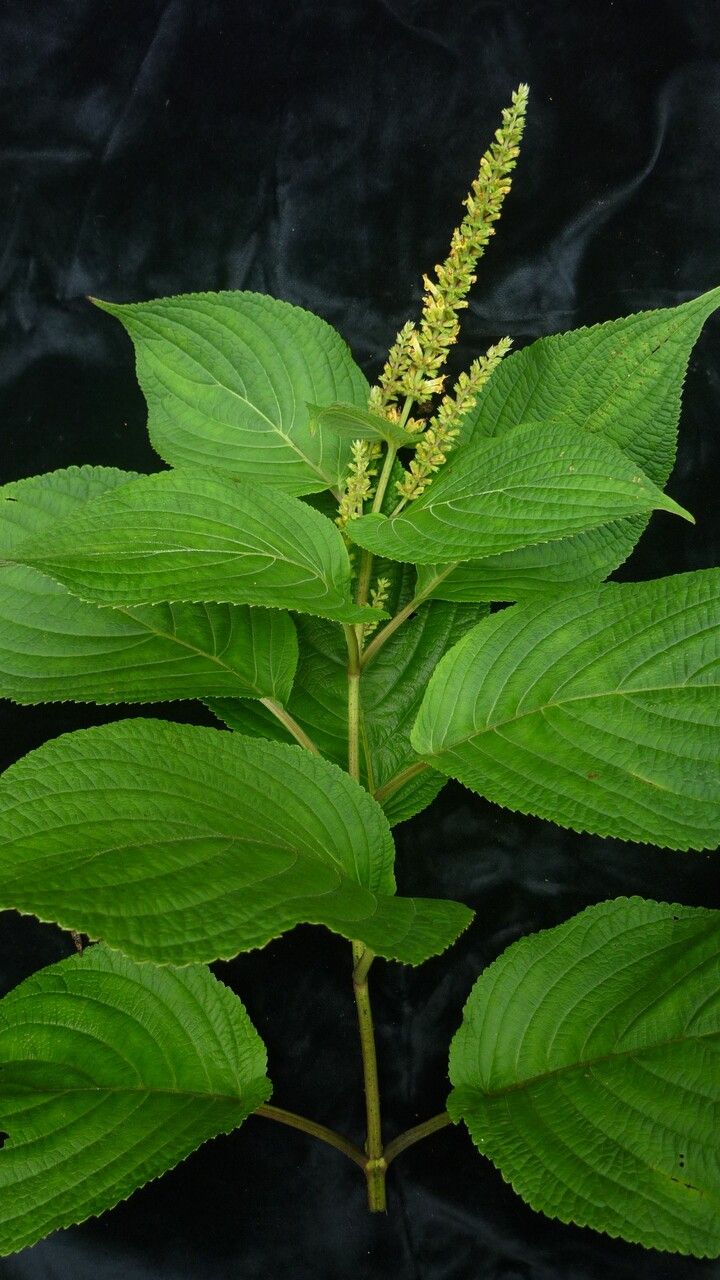 Elsholtzia flava habit