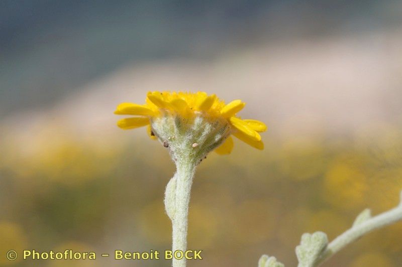 Anthemis chrysantha flower