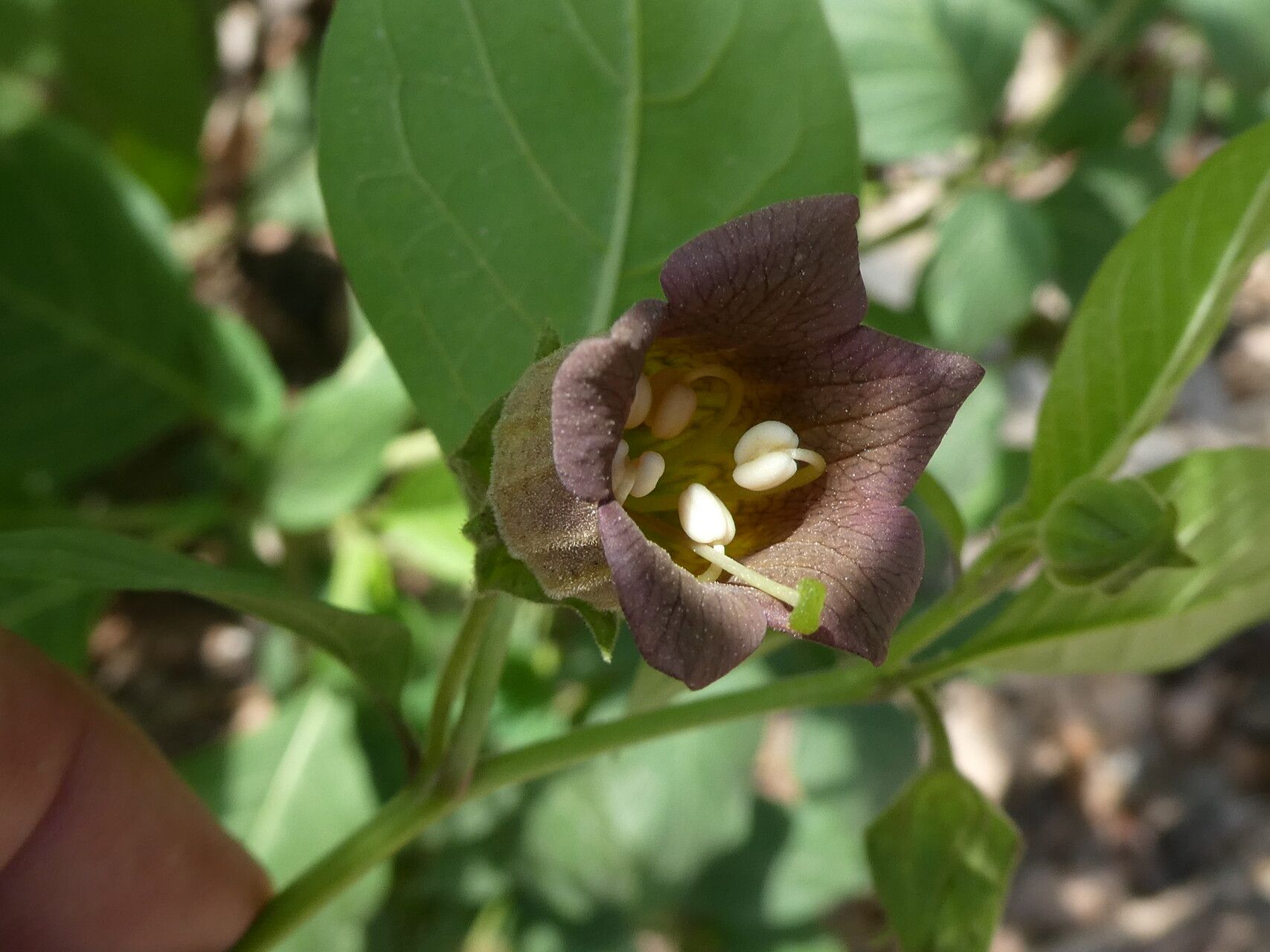 Atropa bella-donna flower