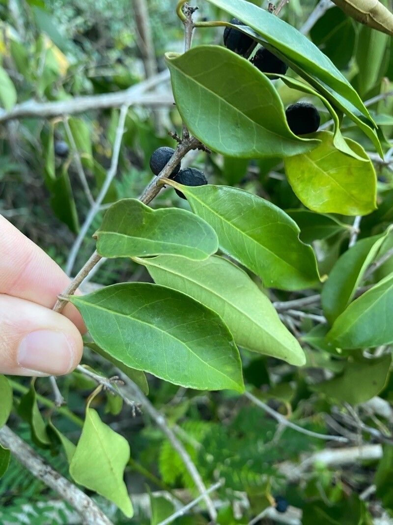 Eugenia galalonensis — houseplant care guide