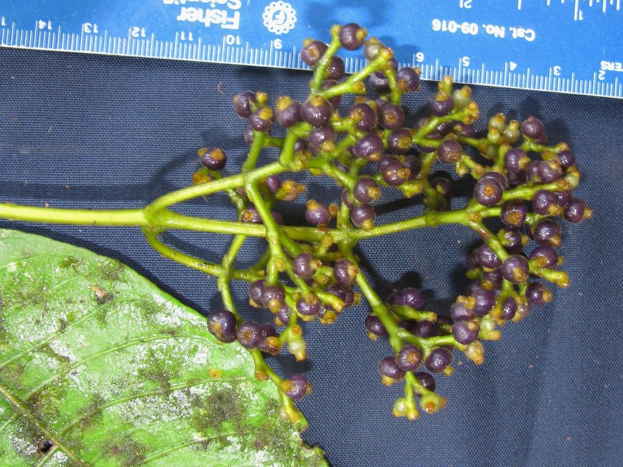 Psychotria solitudinum other