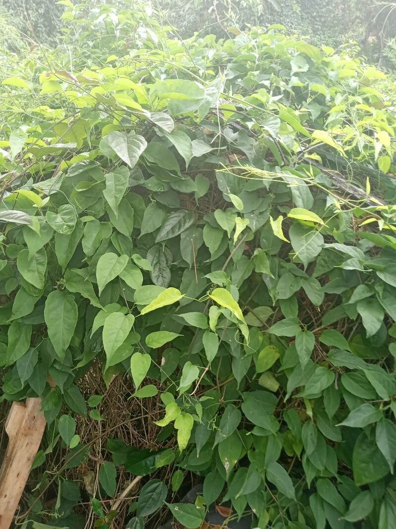 Brunnichia ovata leaf