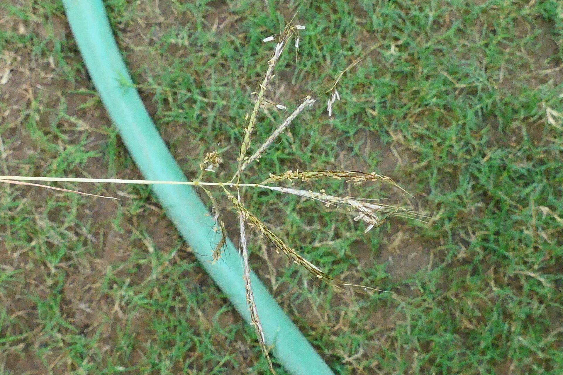 Bothriochloa pertusa fruit