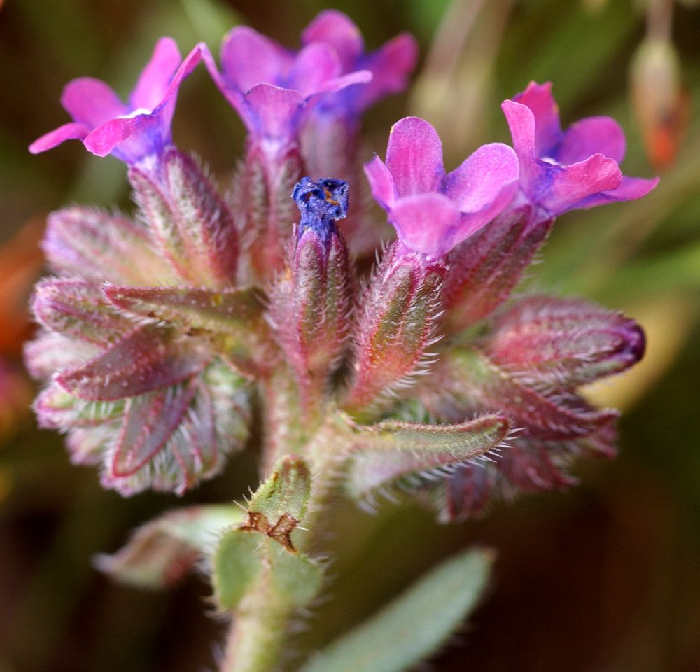 Anchusa atlantica flower
