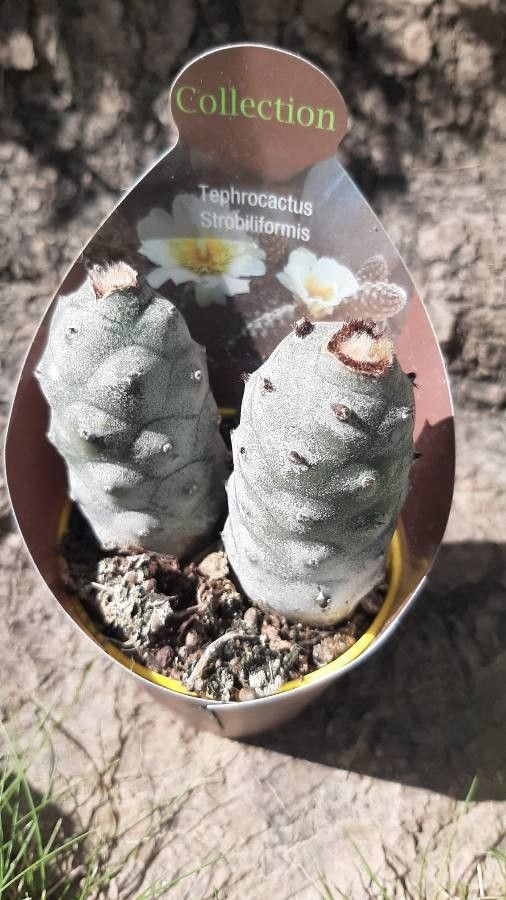 Tephrocactus geometricus leaf