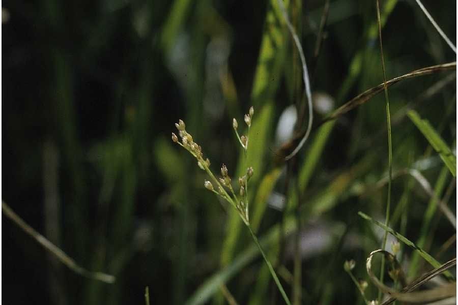 Juncus brachycephalus fruit