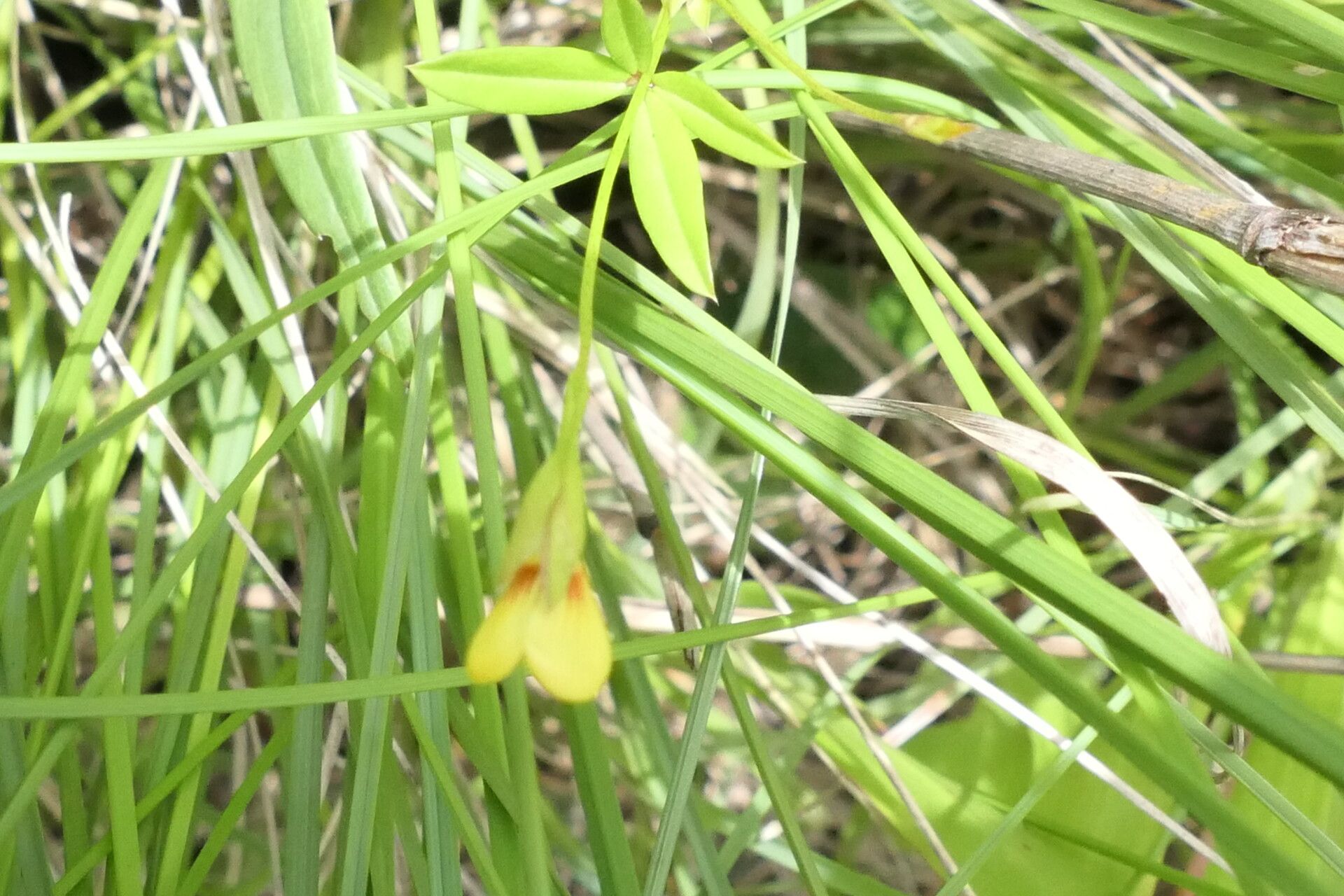Zornia capensis leaf