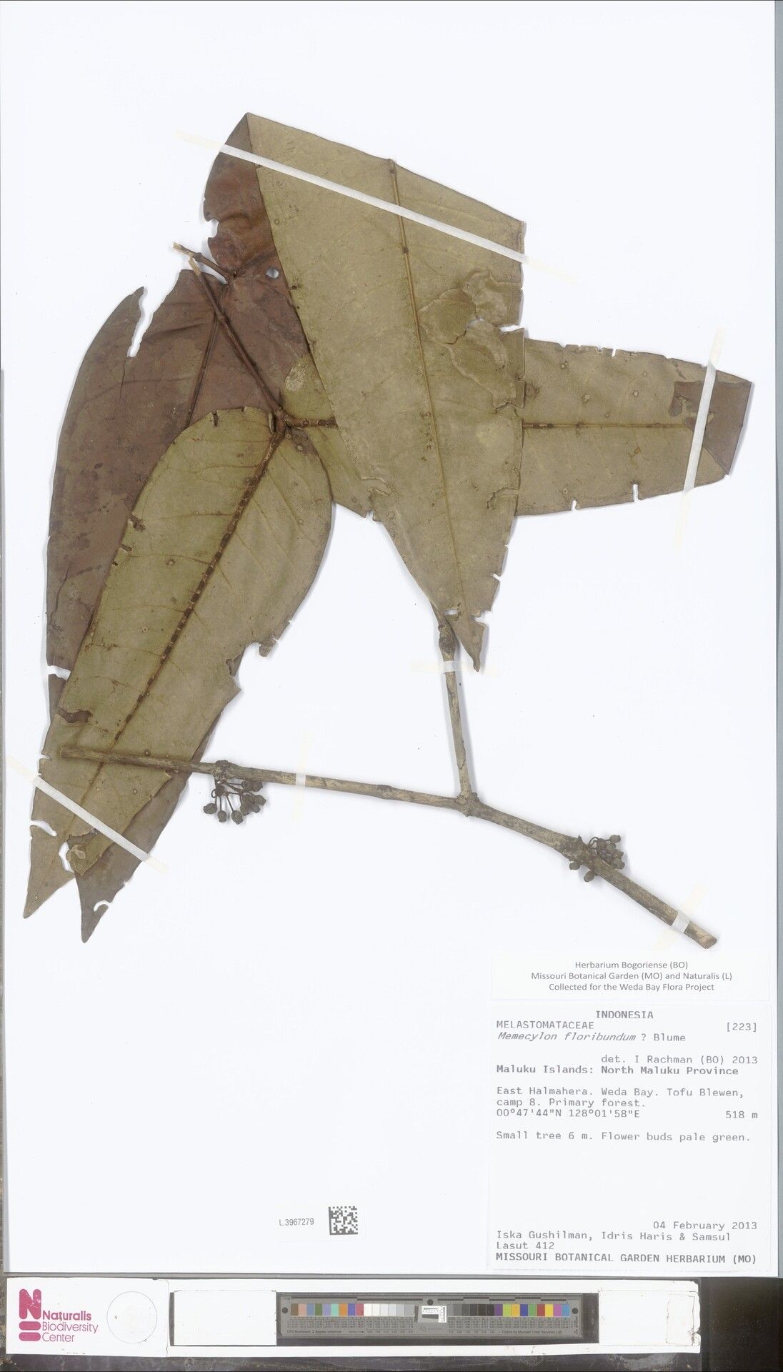 Memecylon coeruleum — search result for 'Memecylon'