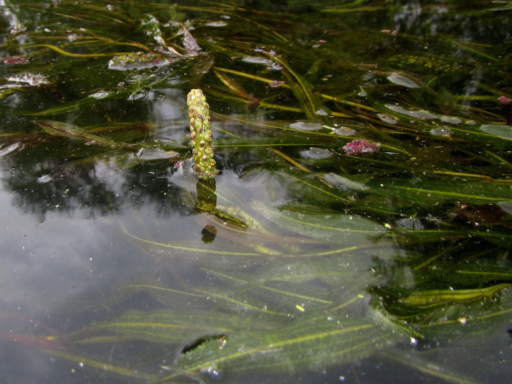 Potamogeton schweinfurthii habit